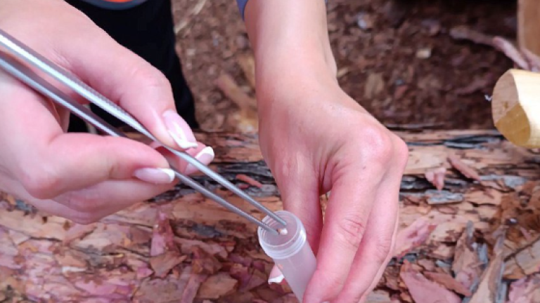 1 380 личинок вредителей обнаружено с начала года в лесоматериалах из Приангарья